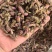 款冬花中药材款冬花艾冬花九九花新货无杂
