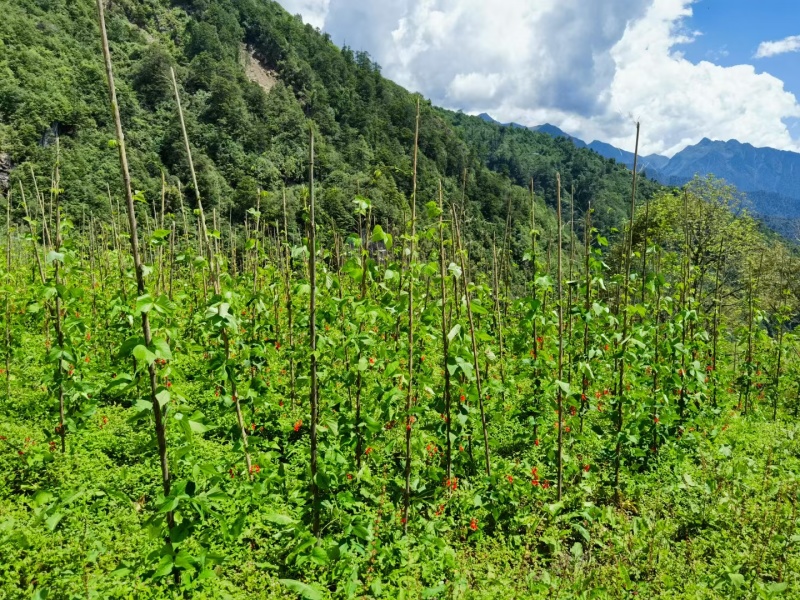 云南白芸豆