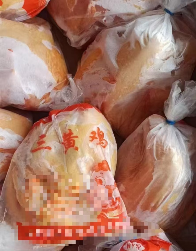 三黄鸡规格齐全一级二级长期有货可以视频看货
