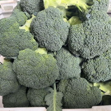 皇后一号西兰花种子青花菜种籽绿花菜西蓝花种籽抗病耐寒耐热