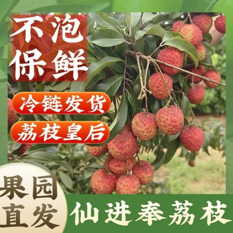 精品仙进奉荔枝对接各大商超全国可发产地直发