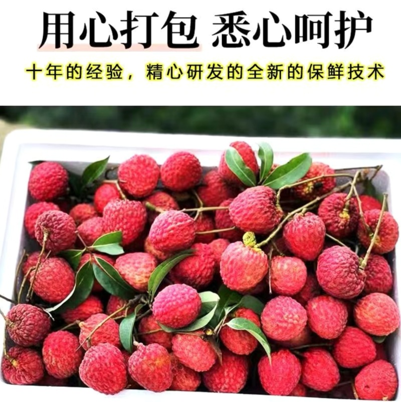 精品仙进奉荔枝对接各大商超全国可发产地直发