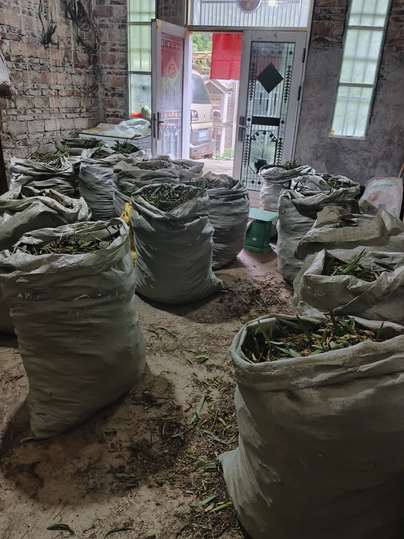 云南双叶大果石橄榄包邮到家，饱满漂亮，坏了包赔