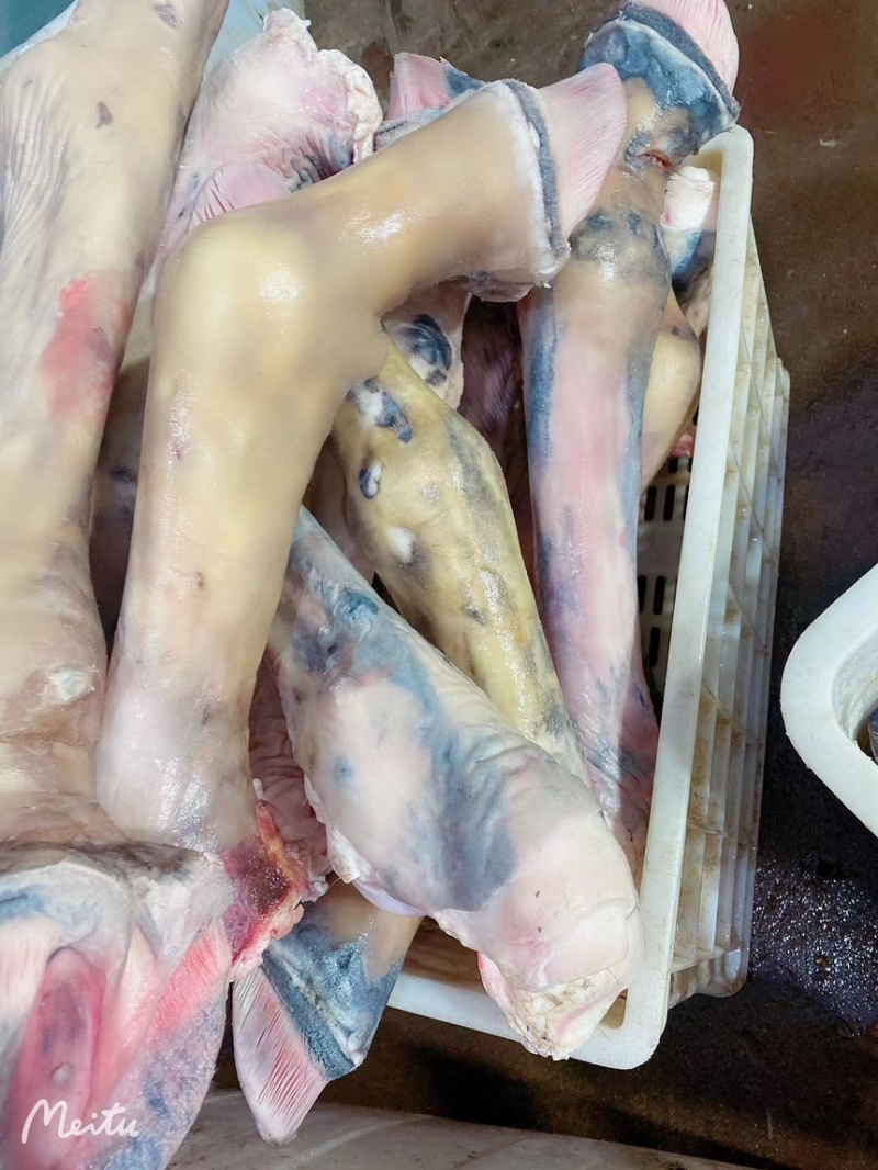 新鲜驴蹄骡马长腿蹄子蹄筋带皮现宰驴肉马肉切块顺丰包邮