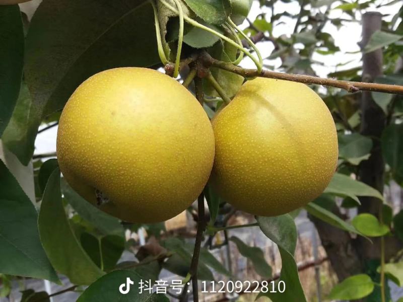 沪晶十八梨果肉脆甜多汁，石细胞少果心小，品质优于同类品种