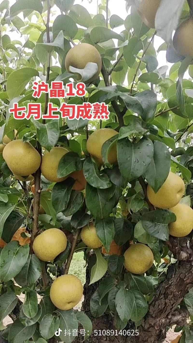 沪晶十八梨果肉脆甜多汁，石细胞少果心小，品质优于同类品种