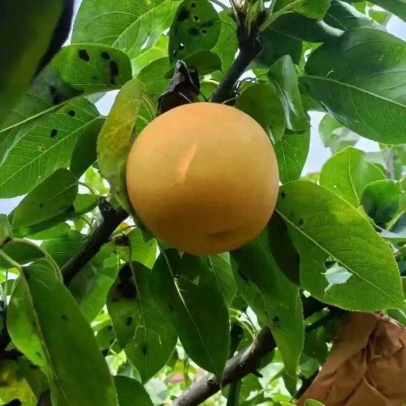 沪晶十八梨果肉脆甜多汁，石细胞少果心小，品质优于同类品种