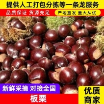 【优选】精品板栗量大从优9月份大量供应炒货店专用