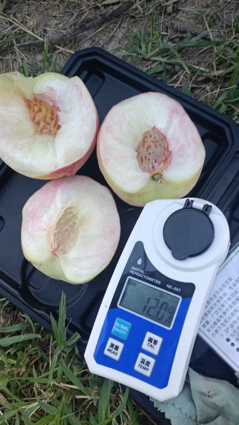 热卖中陕西雪晶离核桃毛桃核小肉多汁甜价格实惠欢迎老板联系