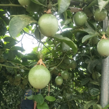 钦蜜九号纯甜百香果
