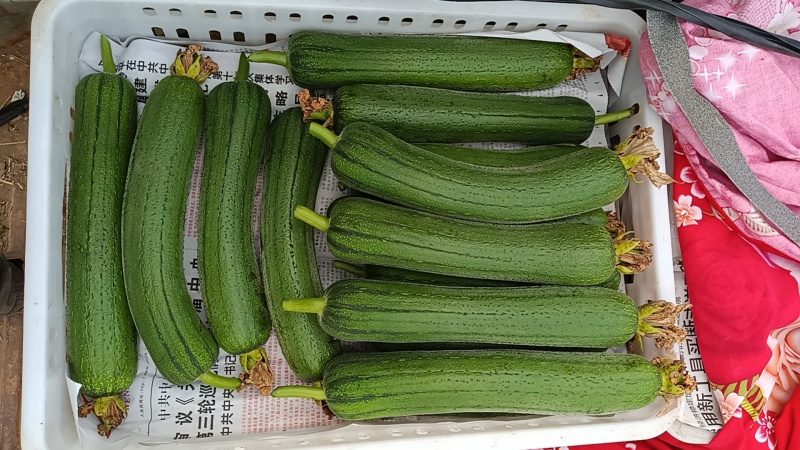油皮丝瓜