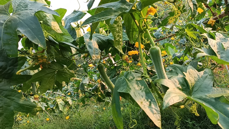 油皮丝瓜