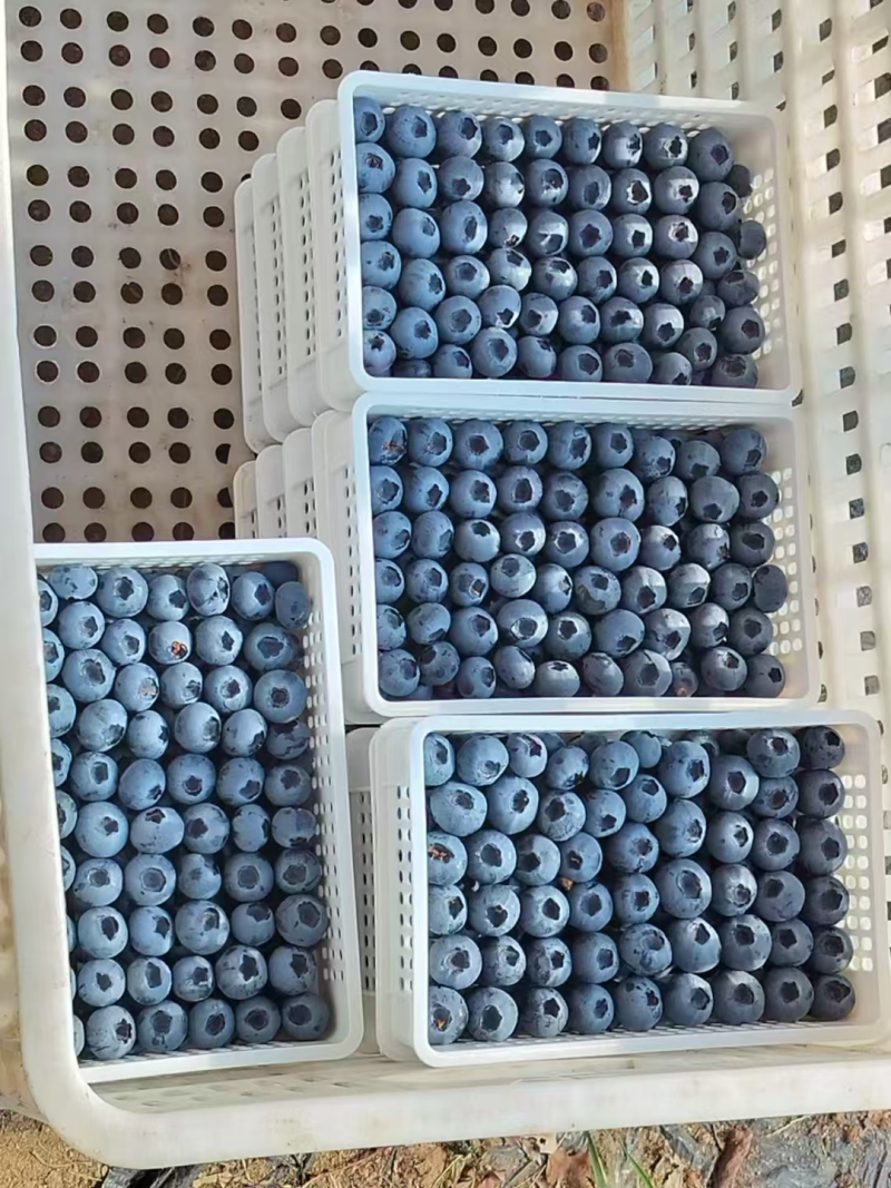精品L25蓝莓大量上市，产地直供价格合理，可视频看货