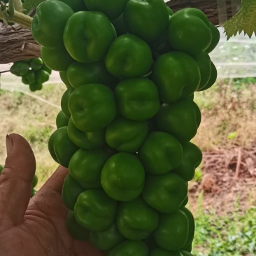阳光玫瑰葡萄