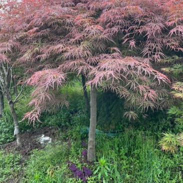 羽毛枫
