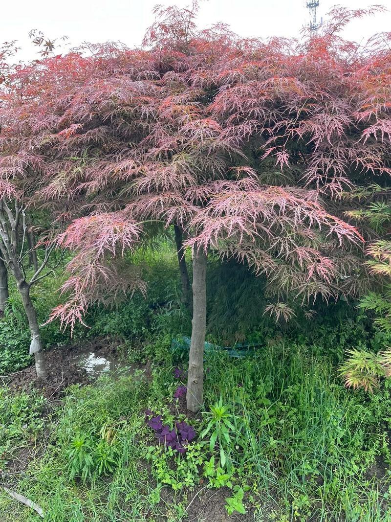 羽毛枫