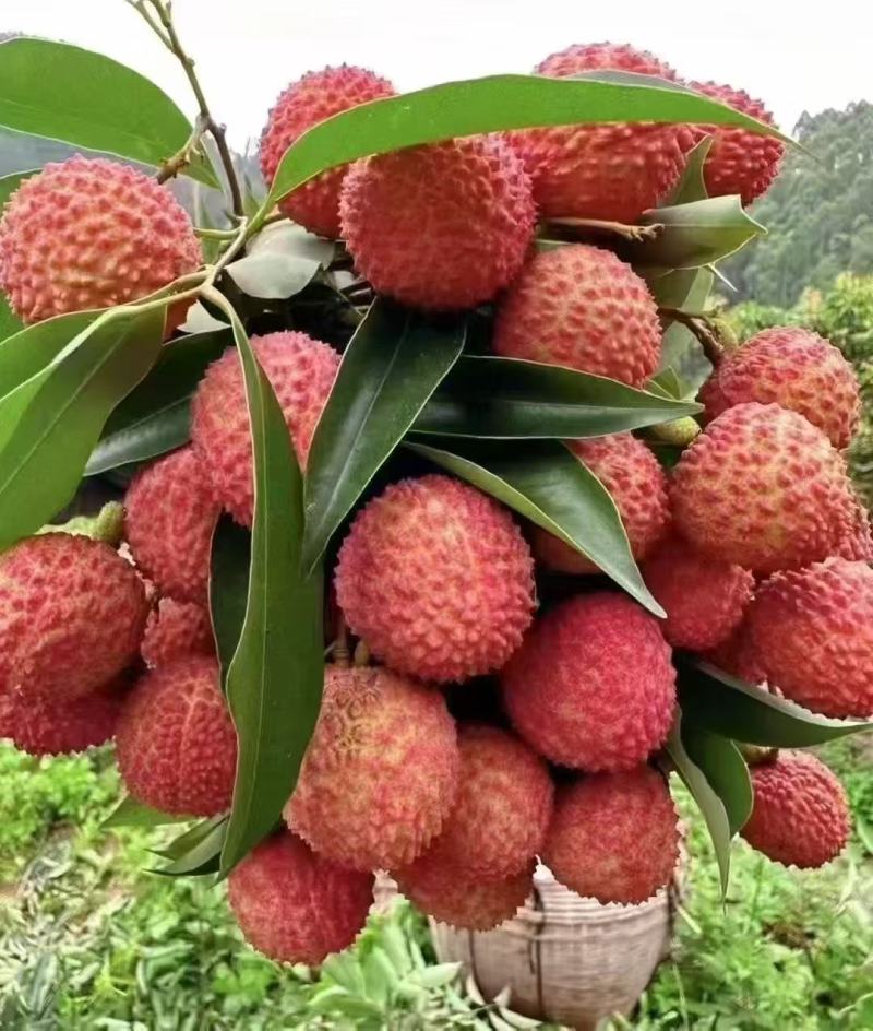 桂味荔枝