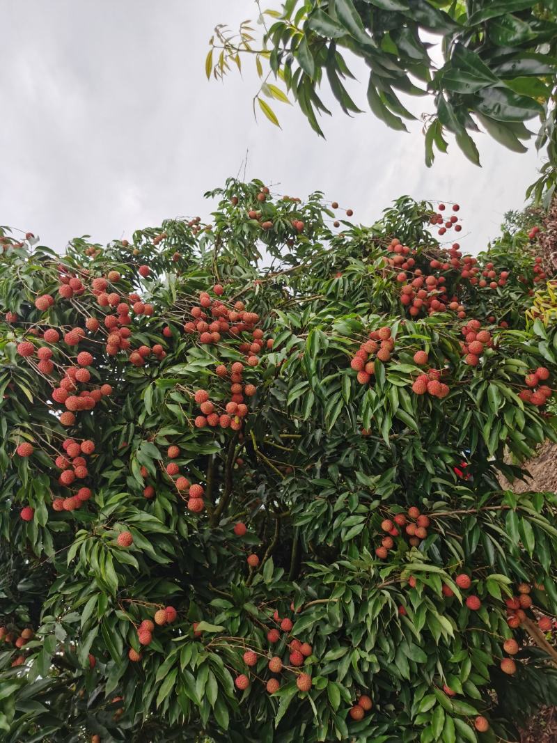 桂味荔枝