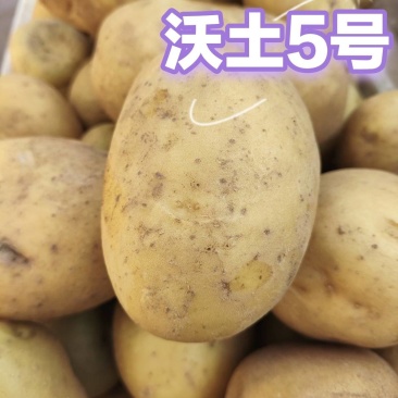 沃土5号，自家种植110，个头品质都很好，想要的你就来吧