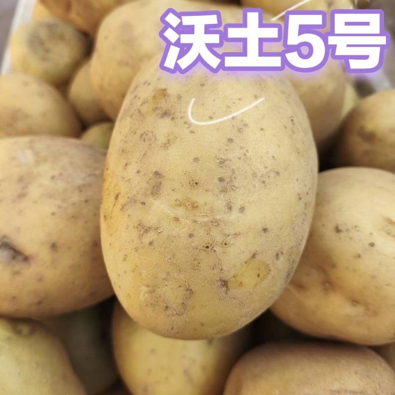 沃土5号，自家种植110，个头品质都很好，想要的你就来吧