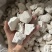 云南精品茯苓块大量有货规格齐全，价格真实，欢迎电联咨询