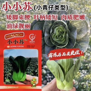 小小苏青菜种子矮脚束腰小型苏州青种子小青仔菜种子耐寒春秋