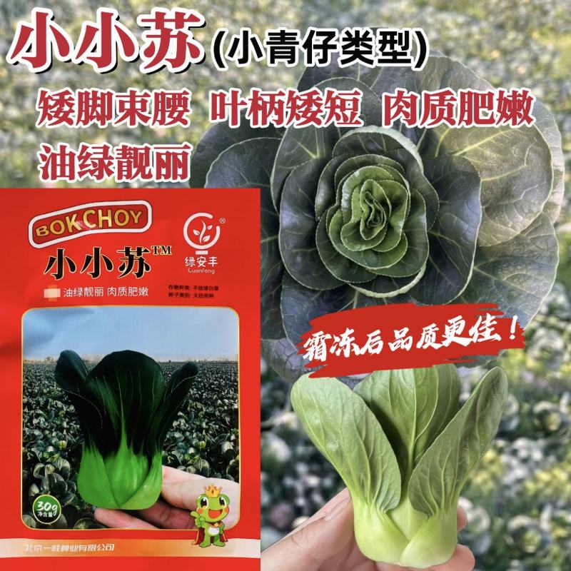 小小苏青菜种子矮脚束腰小型苏州青种子小青仔菜种子耐寒春秋