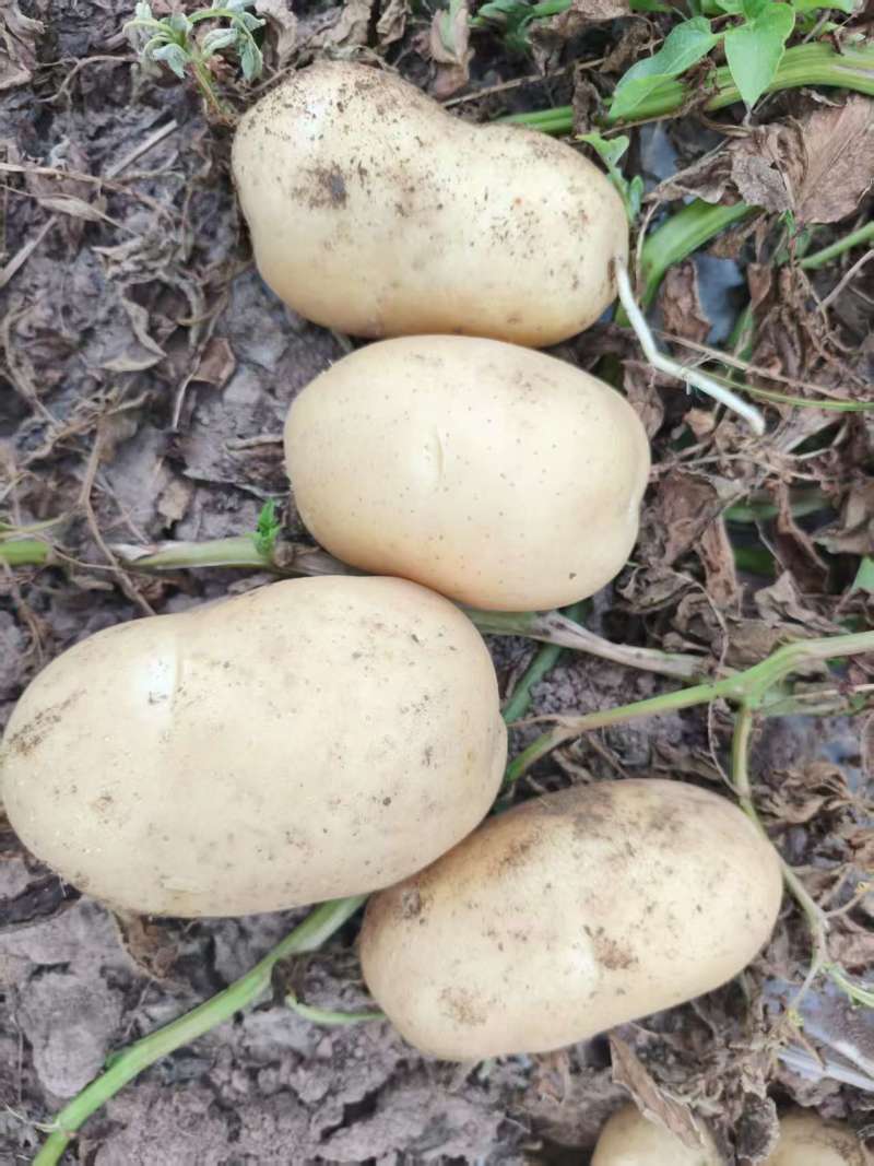 【精品土豆】河南开封万亩基地代收代卖对接批发电商直播