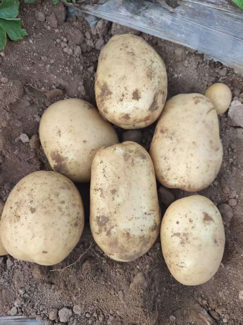【精品土豆】河南开封万亩基地代收代卖对接批发电商直播