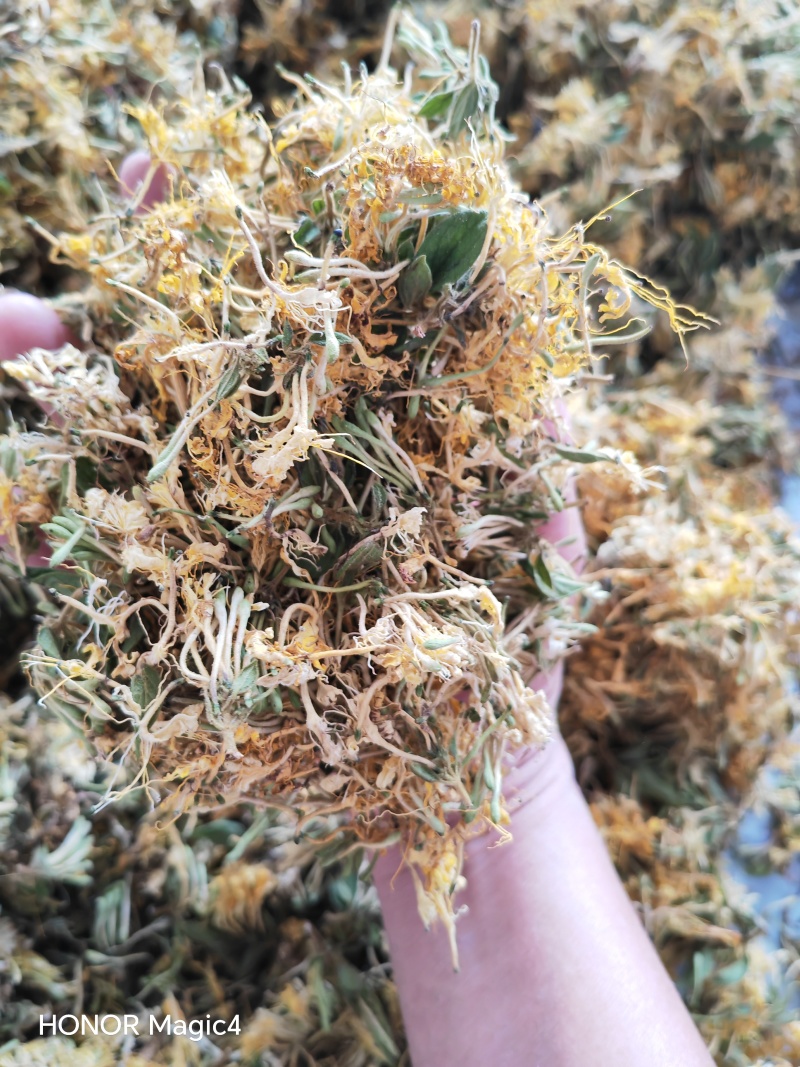 贵州安龙金银花，朵朵花，无硫，太阳晒干，刚刚晒干的新花