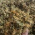 贵州安龙金银花，朵朵花，无硫，太阳晒干，刚刚晒干的新花