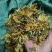 贵州安龙金银花，朵朵花，无硫，太阳晒干，刚刚晒干的新花