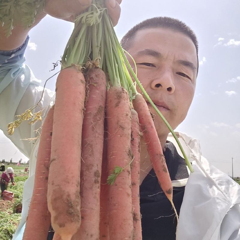 精品胡萝卜甘肃三红胡萝卜充足，量大，欢迎咨询