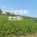 【实力商家】潼南安岳尤力克柠檬苗/精品柠檬苗/货源充足