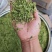 贵州安龙金银花花蕾净籽无硫，长期有货供应，量大价钱可优惠