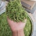 贵州安龙金银花花蕾净籽无硫，长期有货供应，量大价钱可优惠