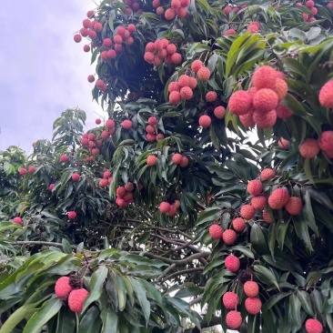 【实力】广州桂味荔枝/增城区桂味荔枝/新鲜荔枝一件代发