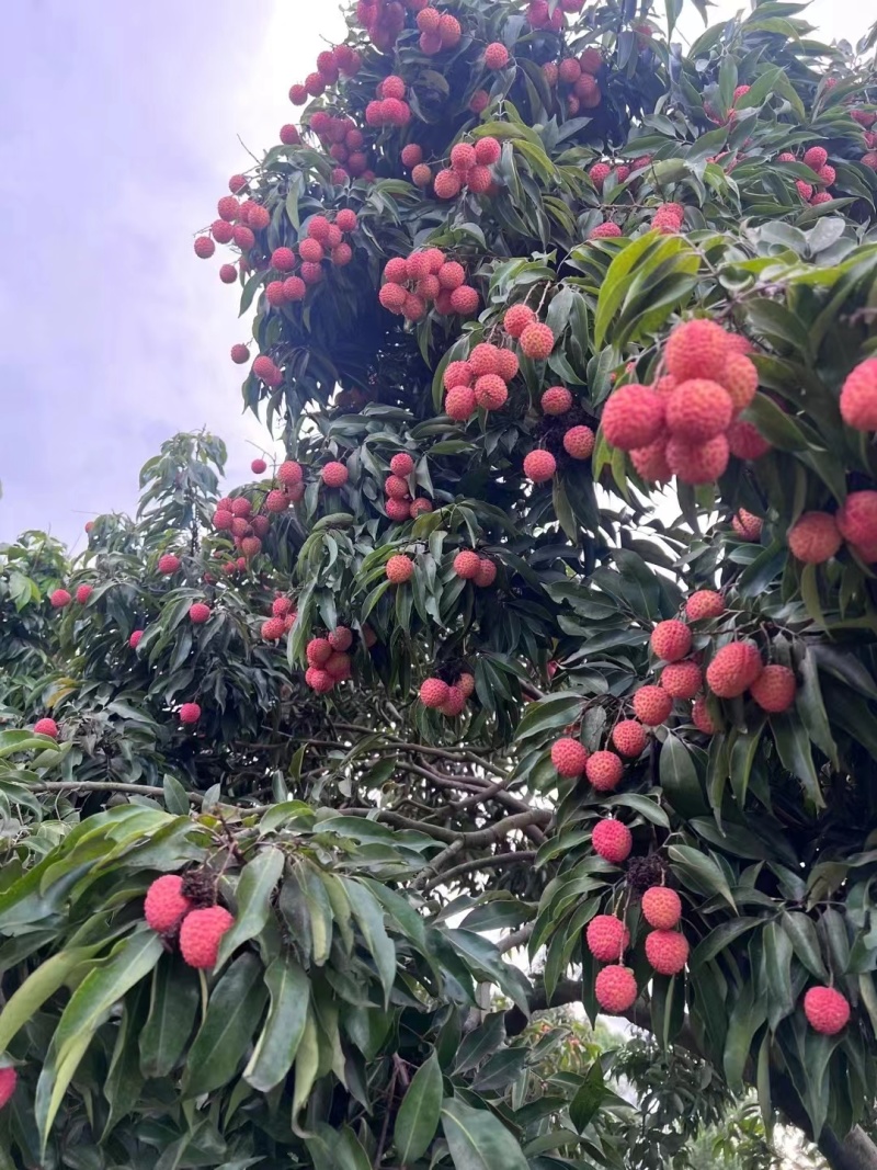 【实力】广州桂味荔枝/增城区桂味荔枝/新鲜荔枝一件代发