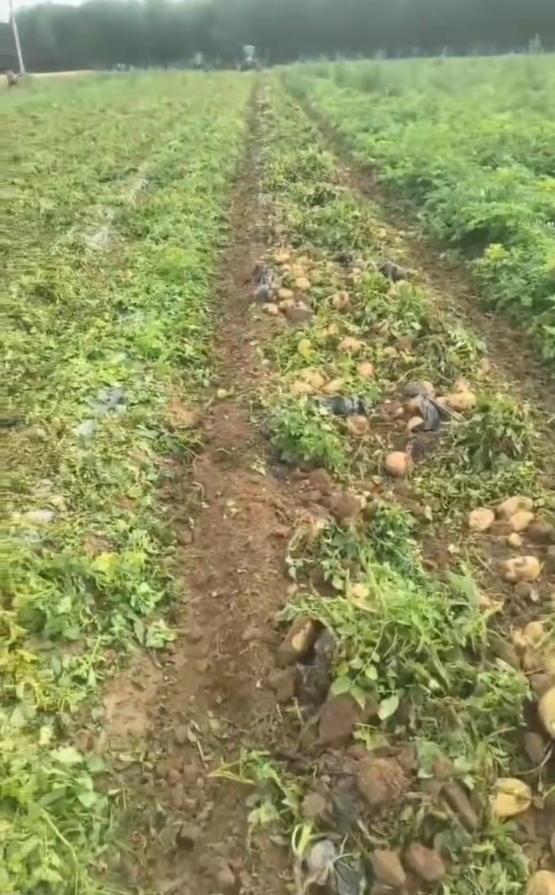 【精品土豆】河南开封万亩基地代收代卖对接批发电商直播