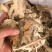 当归统货过沫筛关书药业批发中药材