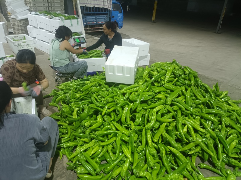 山西省牛椒大量上市货源充足，对接商超批发市，请和我联系。
