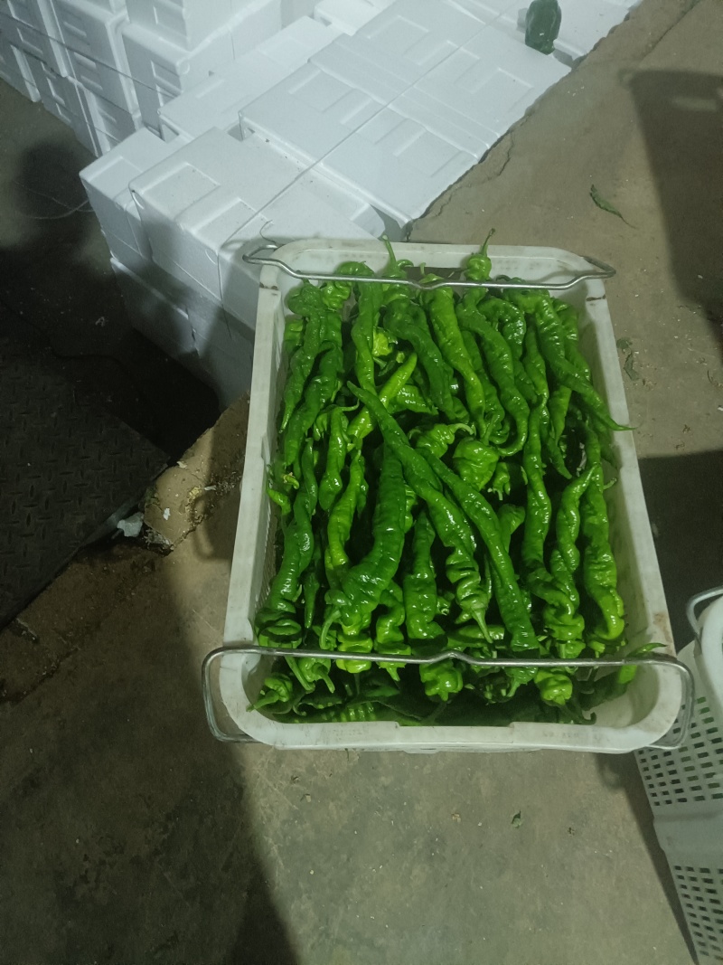 山西省牛椒大量上市货源充足，对接商超批发市，请和我联系。
