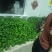 山西省牛椒大量上市货源充足，对接商超批发市，请和我联系。