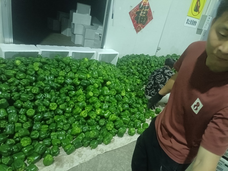 山西省牛椒大量上市货源充足，对接商超批发市，请和我联系。
