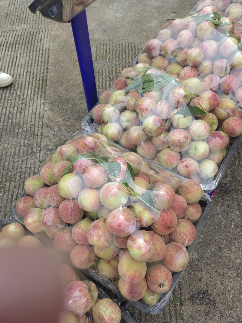 贵州高山露天百花桃又叫血丝桃，口感脆甜，。