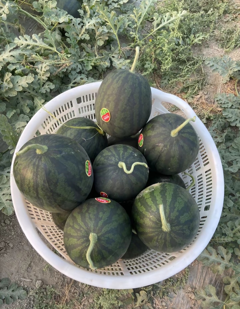 陕西无籽幕田佳宝大量上市口感好糖度高可现场验货
