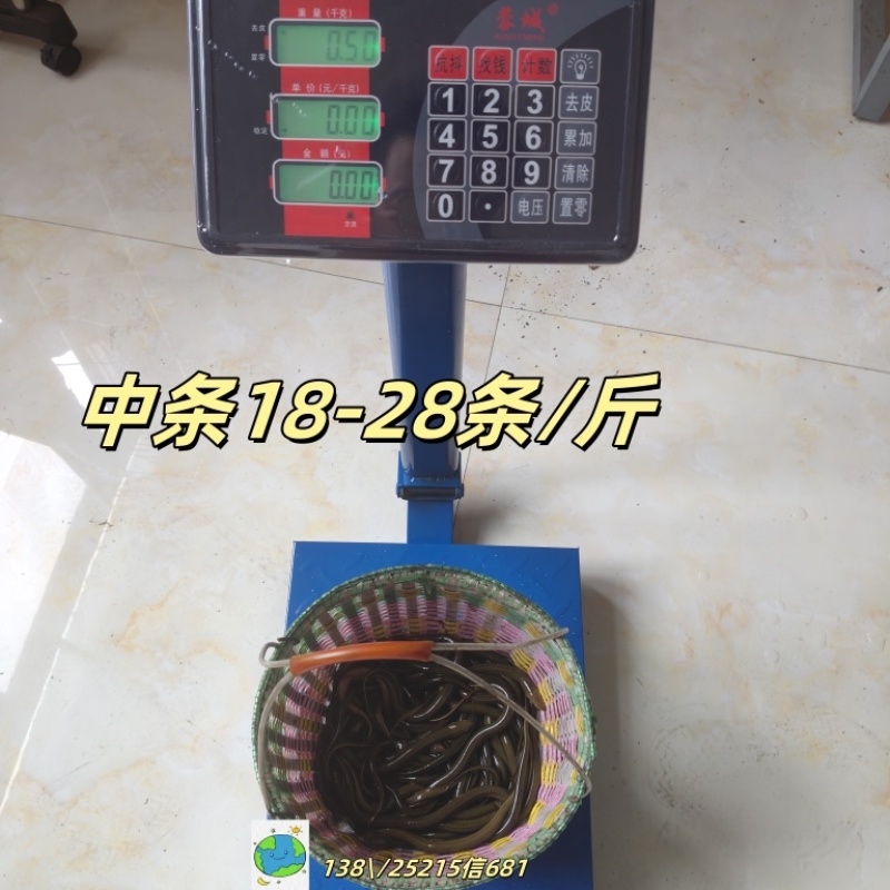野外野生土黄鳝稻田现捕现抓新鲜黄鳝鲜活活体鳝鱼天然黄鳝
