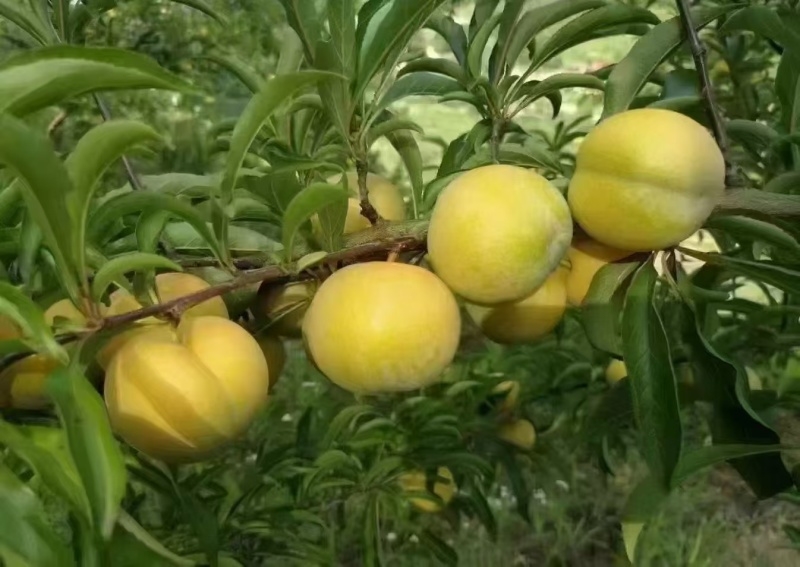 果已熟坐等各位采购商前来打卡
