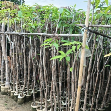 金煌芒果苗