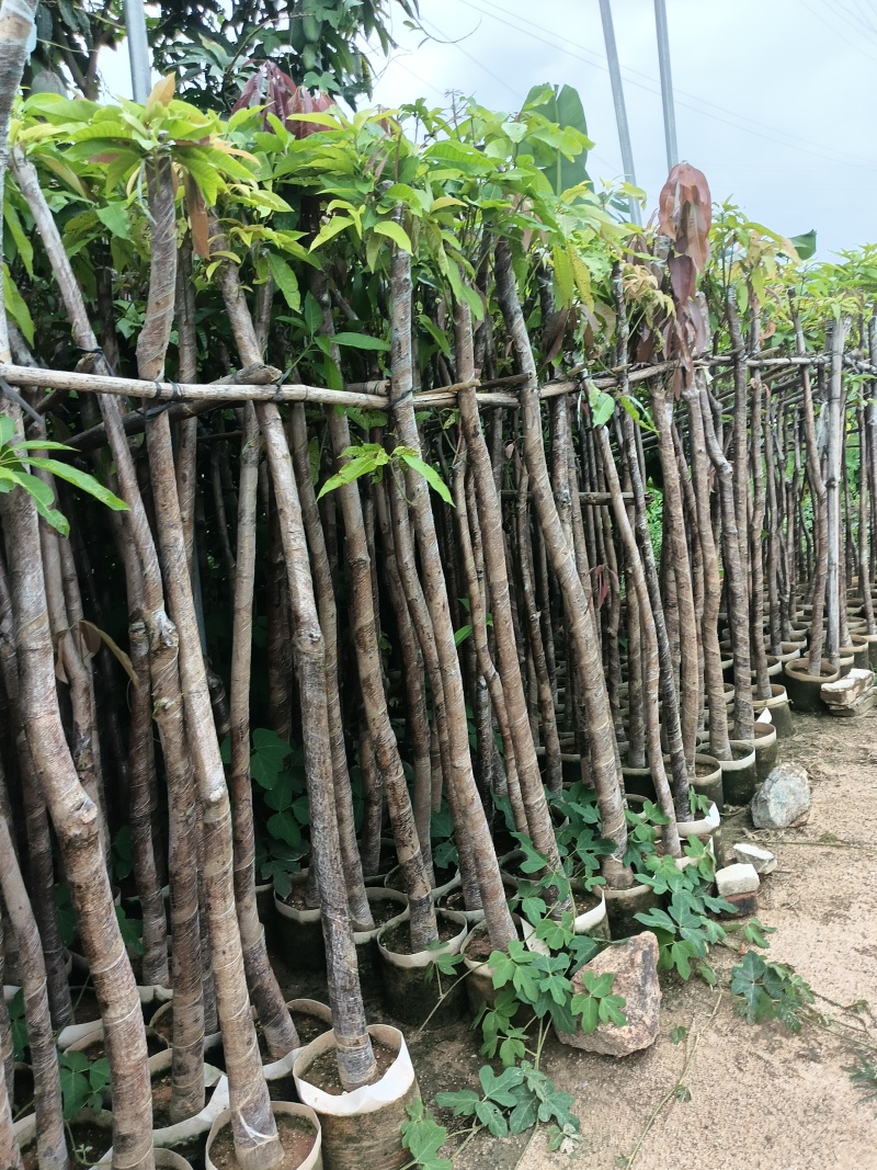 金煌芒果苗